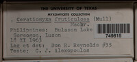 Ceratiomyxa fruticulosa var. fruticulosa image